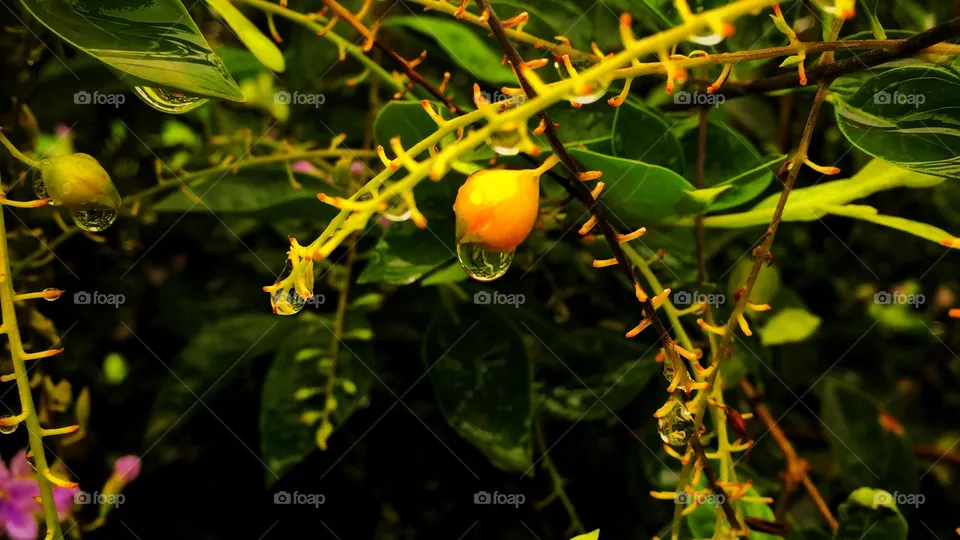 Water drops 