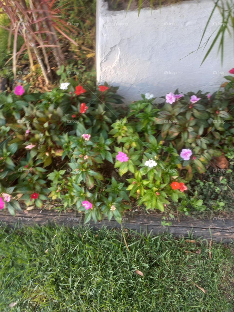 A simplicidade  das flores. As flores carregam  consigo uma singularidade  e beleza  que transforma  e impregna  qualquer ambiente  com emoções  e sentimentos
