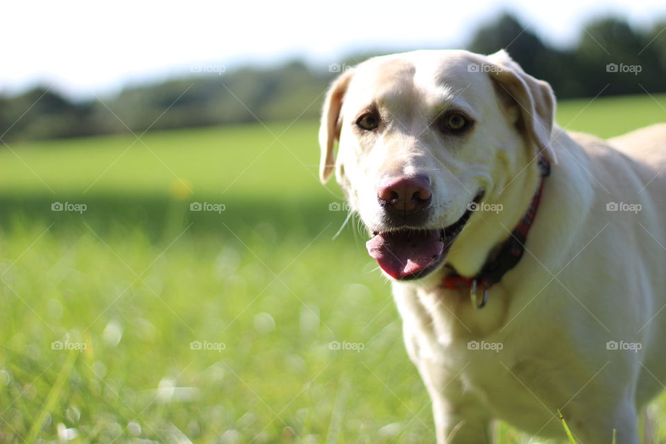 Close-up of a white dog on grassy field