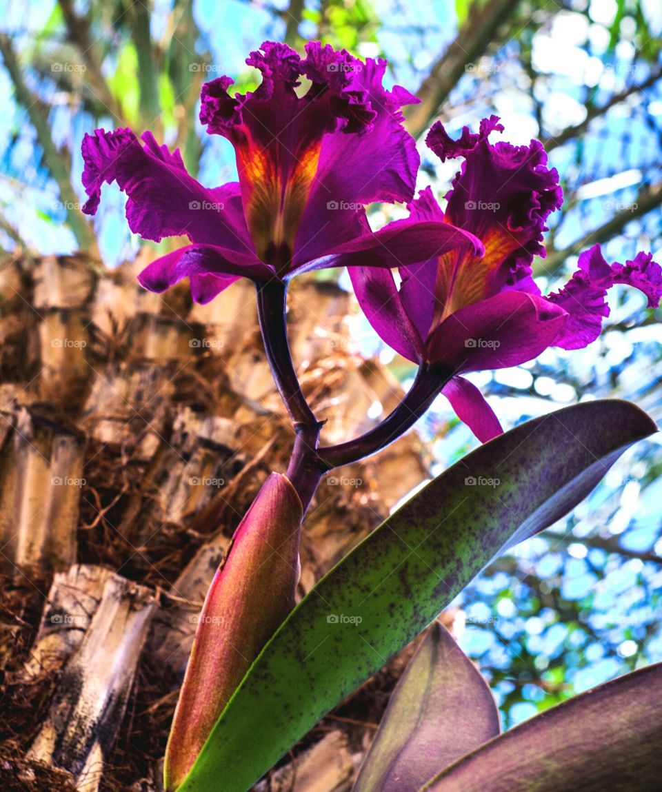 Giant Orchid, planted into a Palm tree in Brazil