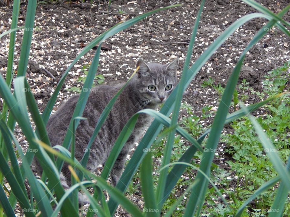 Surprised cat in the garden