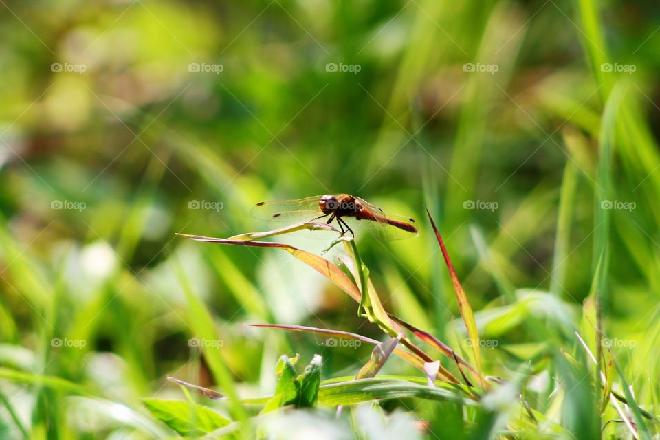 Red dragonfly