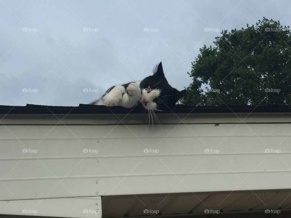 Sammy on the roof of our house!