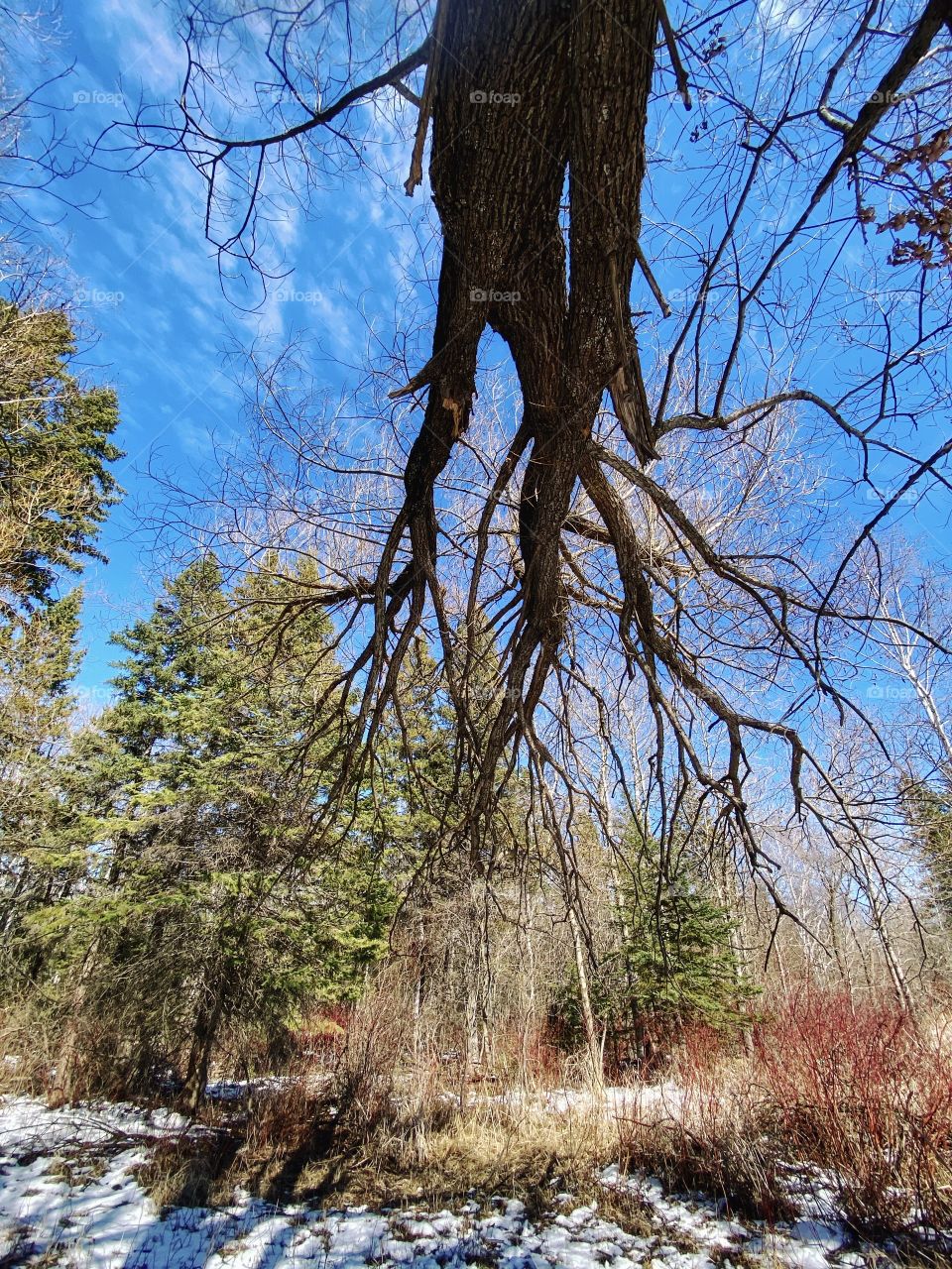 Looking up to the sky from under a tree 