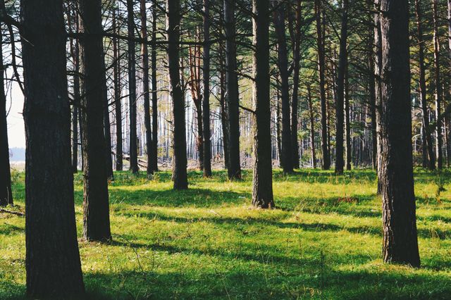 Forest