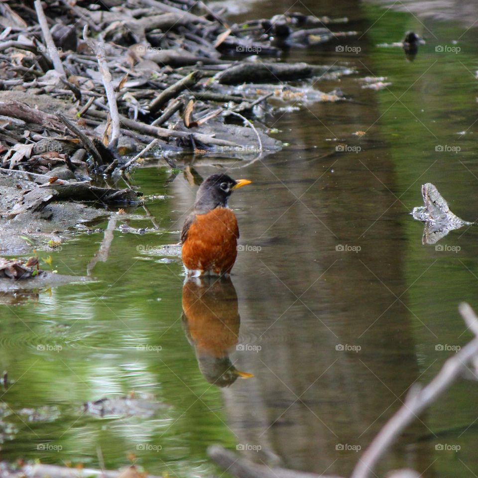 A mirror image of a robin enjoying its surroundings 