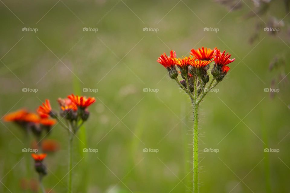 Orange flowers 