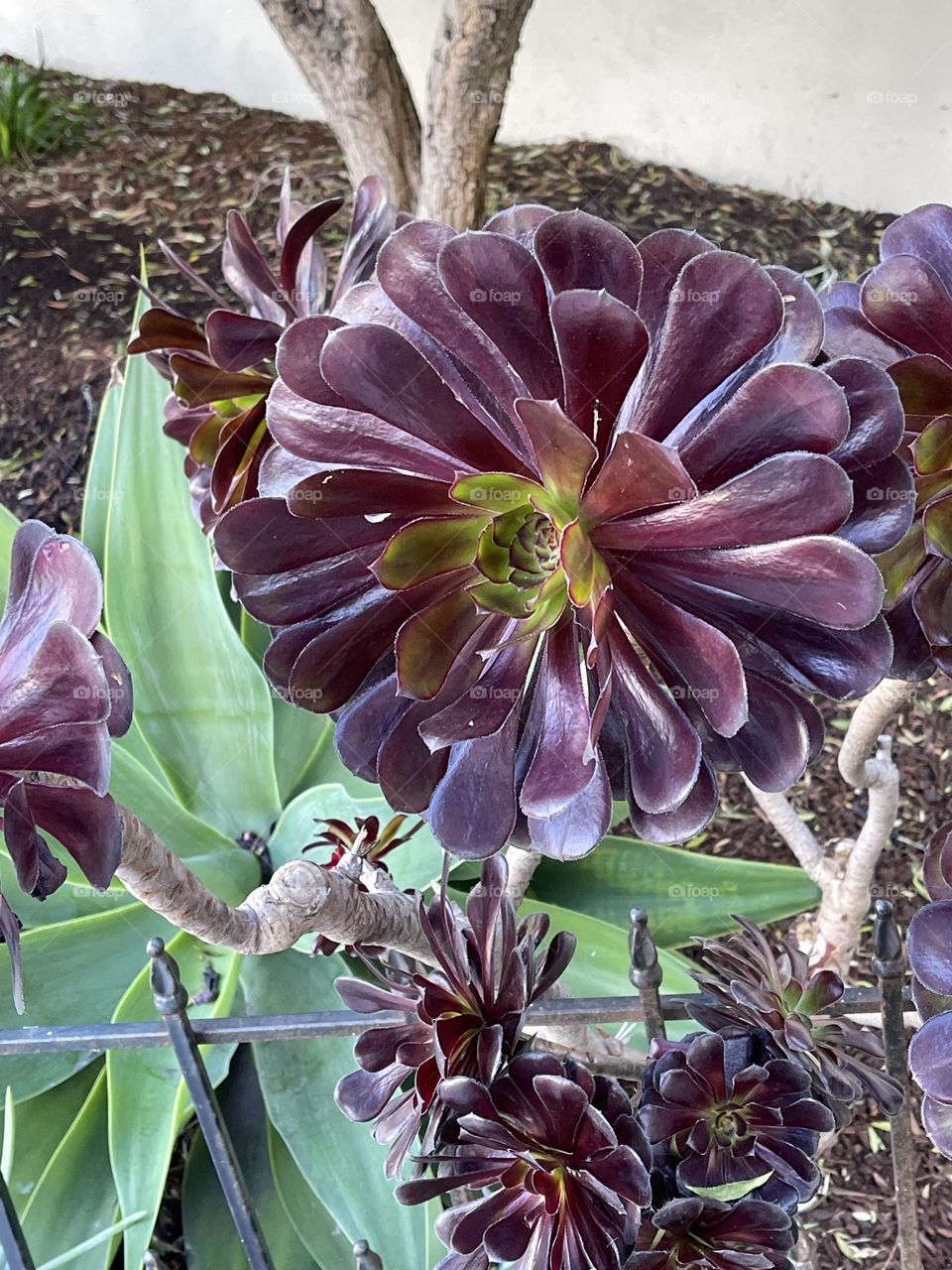 This bloom from a cactus in San Francisco took me by surprise because of its texture, color and size!  