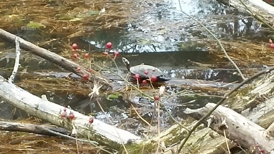 Nature, Water, River, Tree, Environment