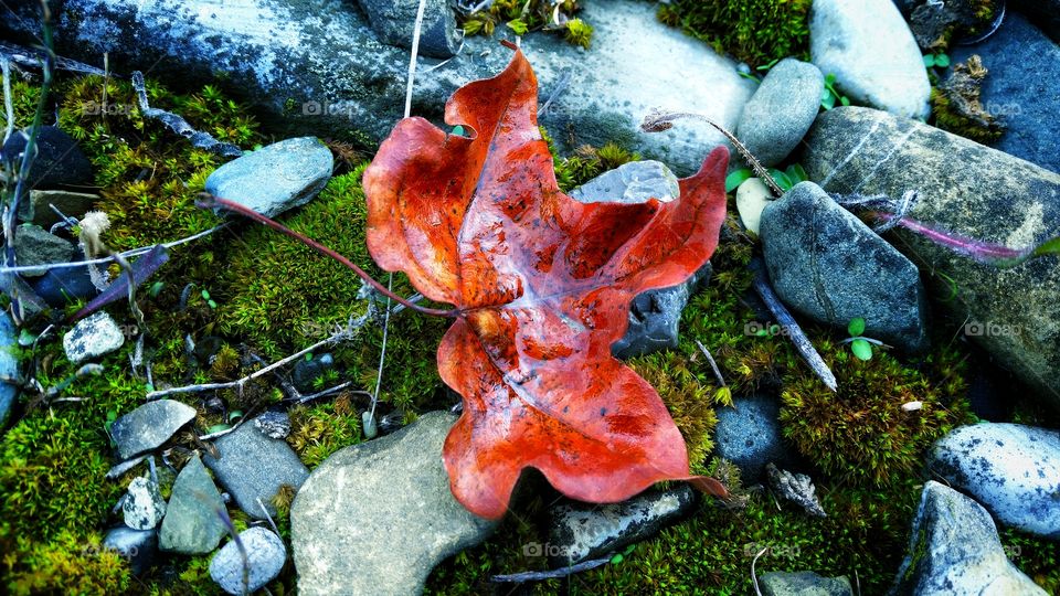 beautyfull autumn leaf