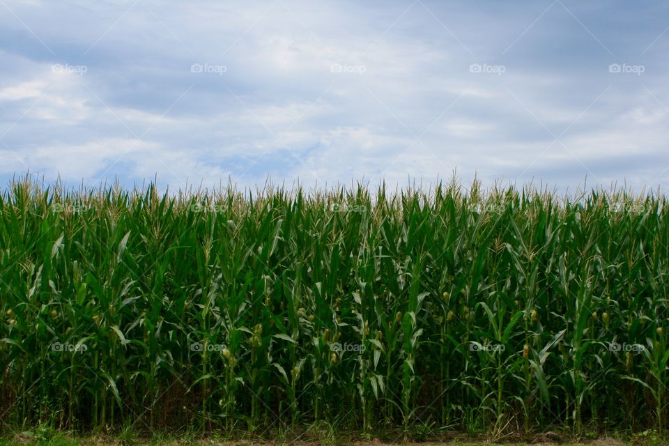 Scenic view of corn field