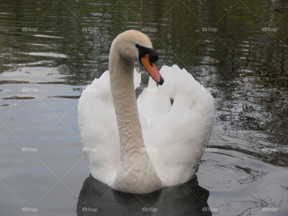 Beautiful Swan