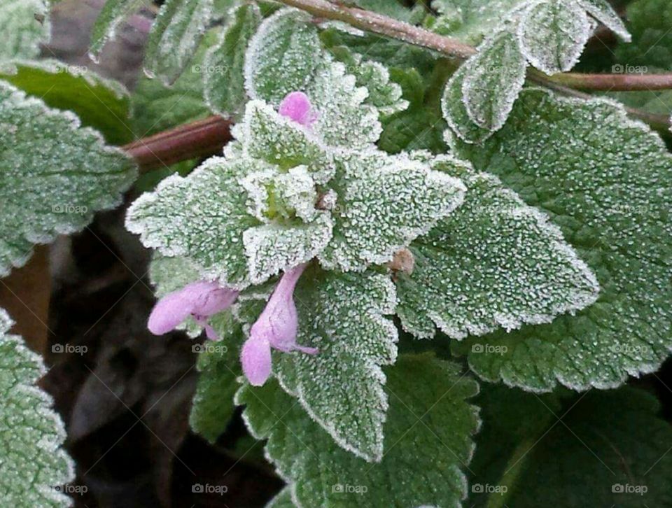 Tiny frosty blooms