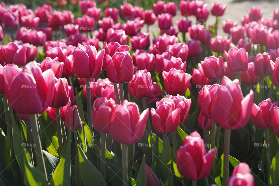 magenta tulips