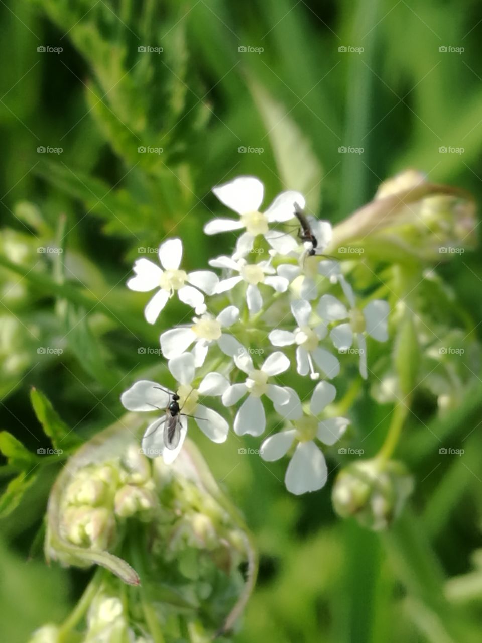 Small White Flowers With Insects