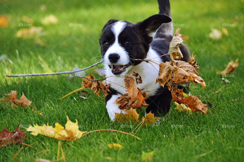 Grass, Nature, Cute, Animal, Hayfield