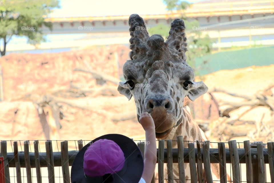 A child touching a giraffe at the El Paso Zoo
