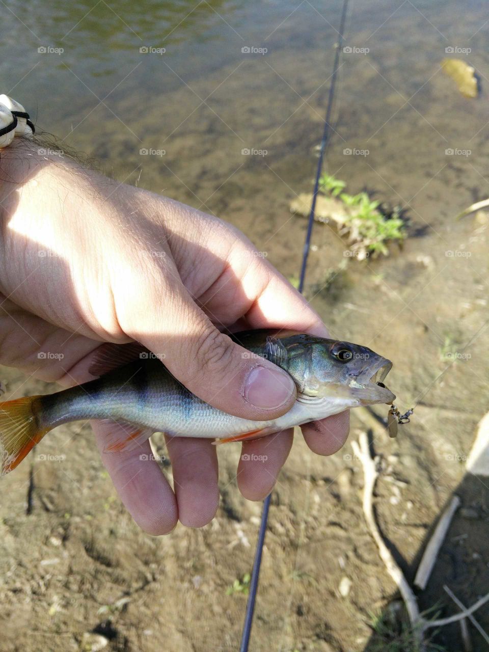 perch fish