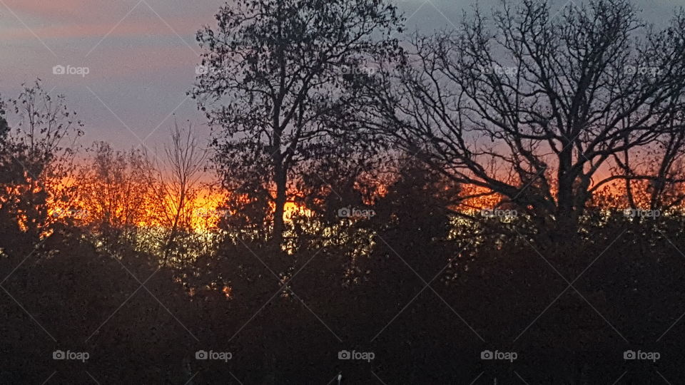 sunrise in the trees