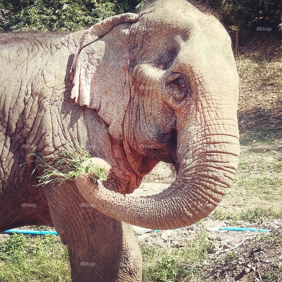 A retired elephant
