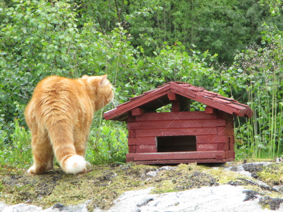 Summer in Norway. The cat namned Tommy
