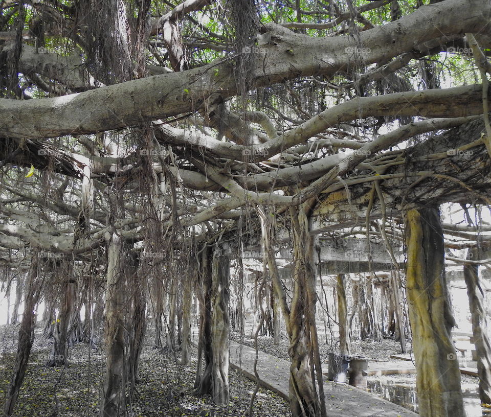 banyan tree garden