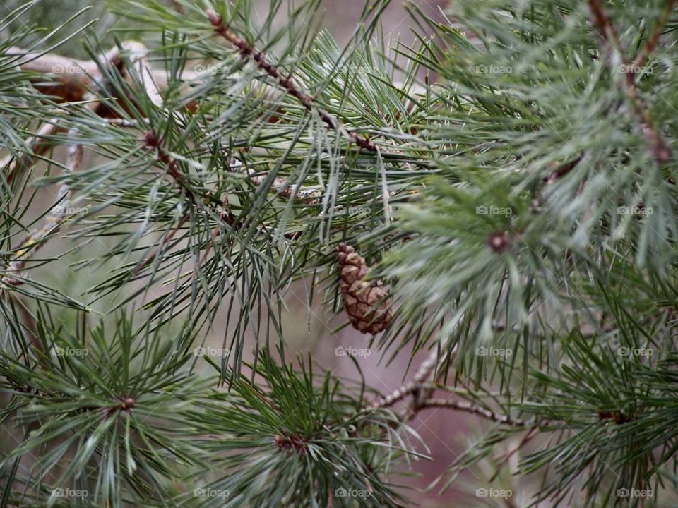 Pine