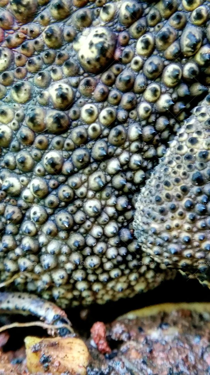 frog skin