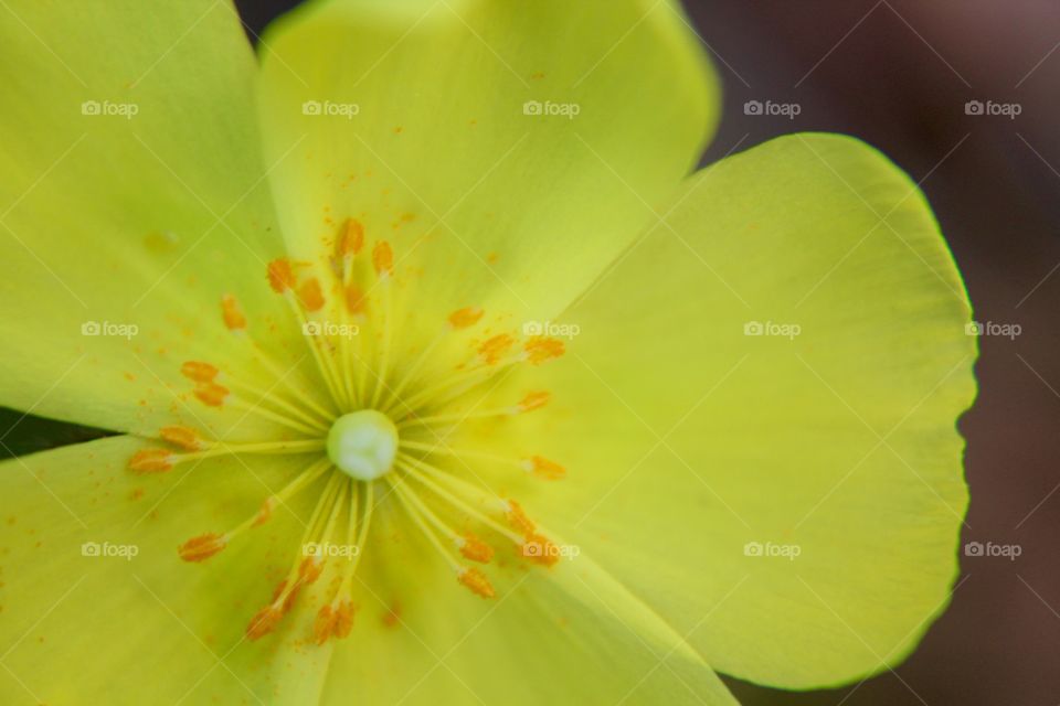 Tiny yellow wildflower 