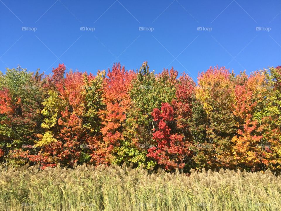 Ontario foliage