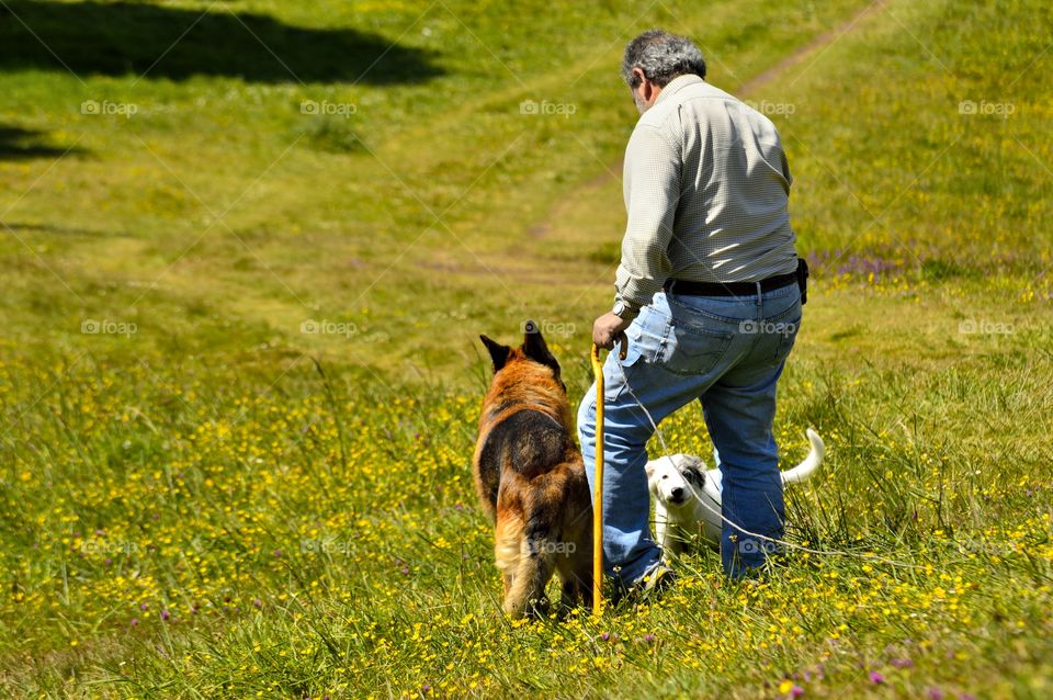 Man walking with two dogs in a green field.