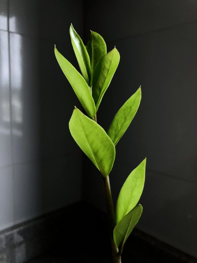 Green plant