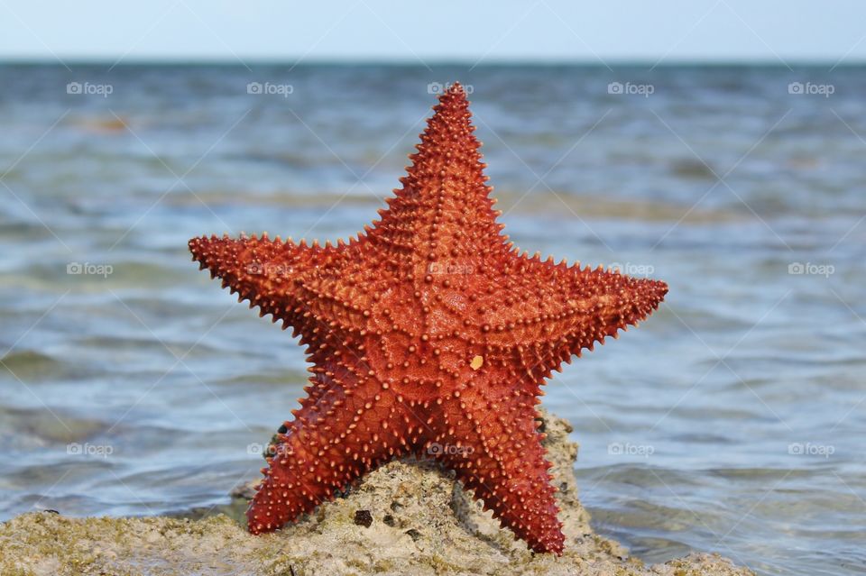 Starfish at the beach