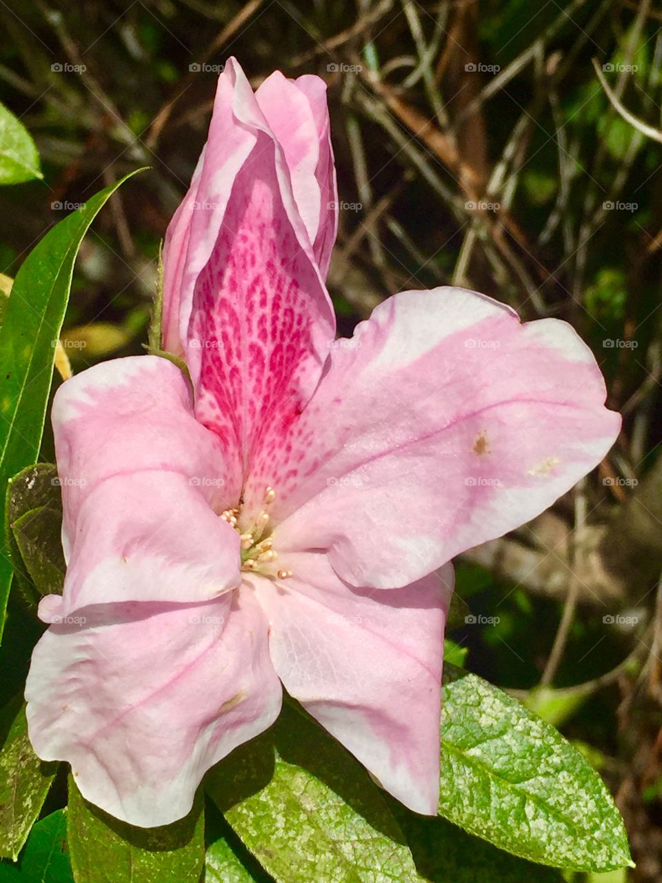 Pink azalea 