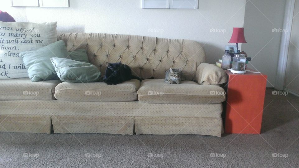 Cats on a Couch. Shadow and kitten were still feeling each other out. They were close but not too close.