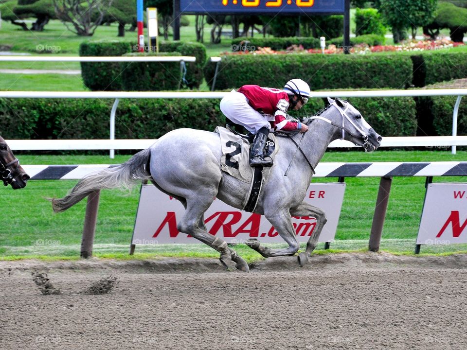 Just Wicked by Tapit. A 2yr-old roan filly by Tapit, winning her debut  race at Saratoga. 

zazzle.com/Fleetphoto 