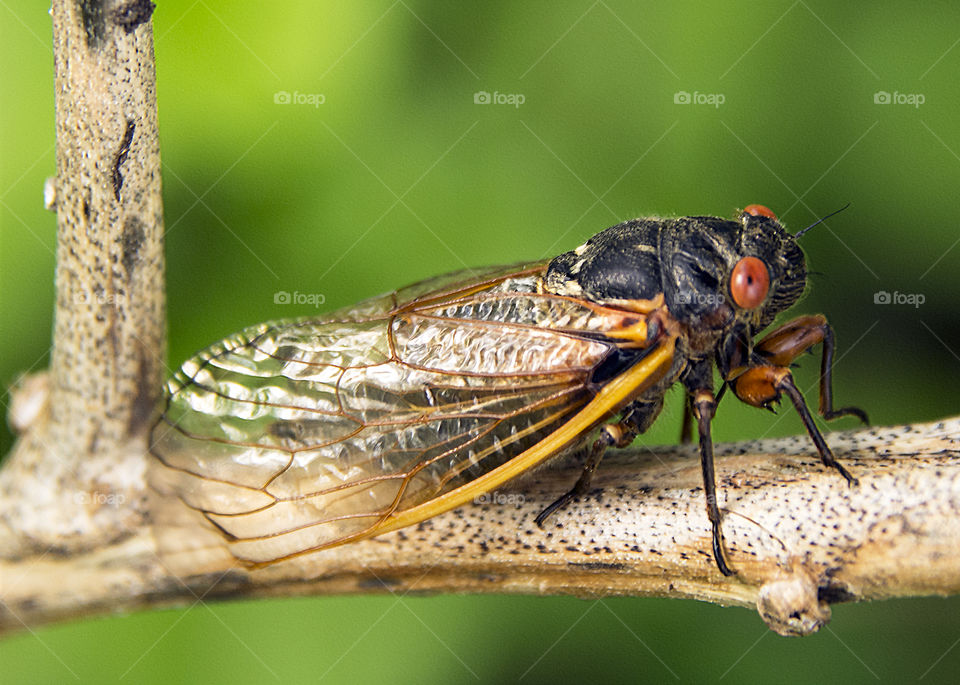 Cicada laying eggs in a branch 