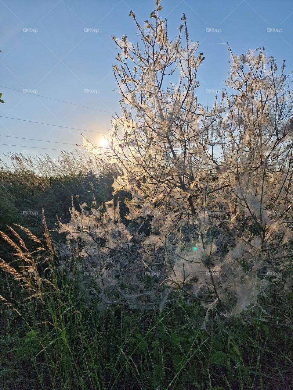 spider tree