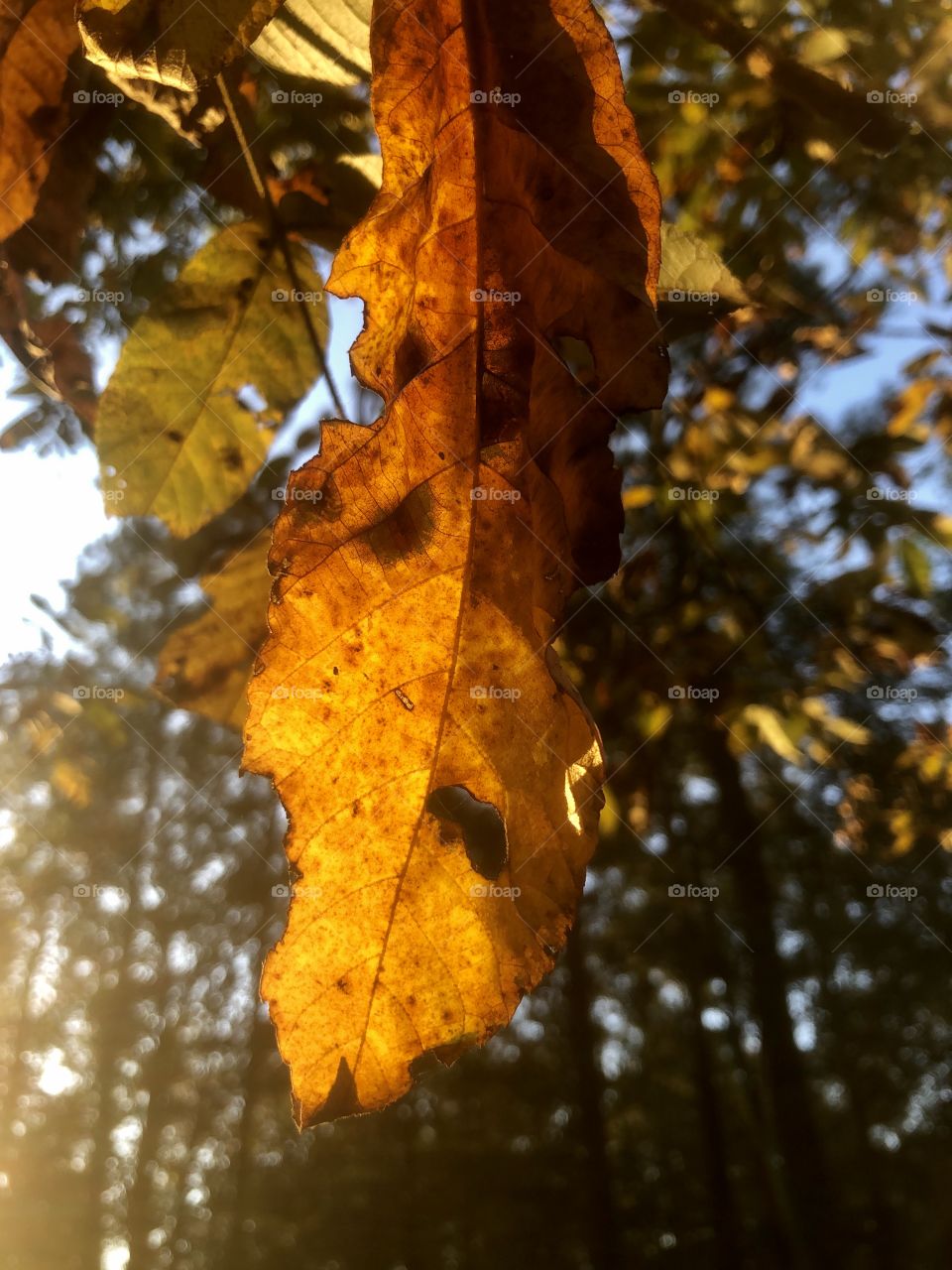 Selective focus on dry autumn leaf backlit by bright sunlight 