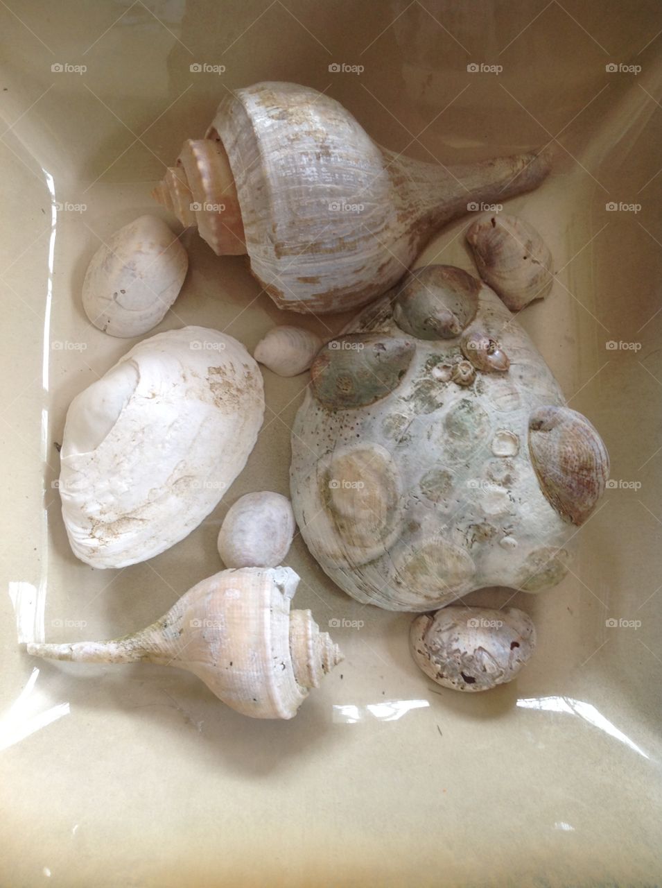 Beautiful seashells found on the beach.