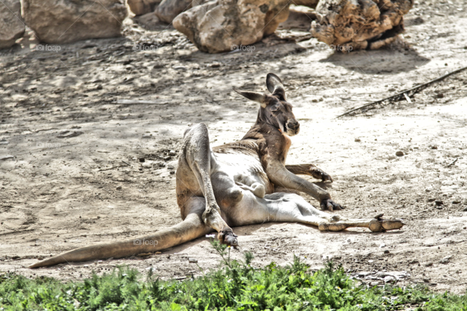 kangaroo freedom rest by capoeira