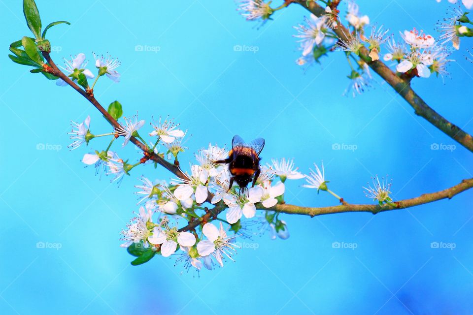 Bee on Spring Blossom