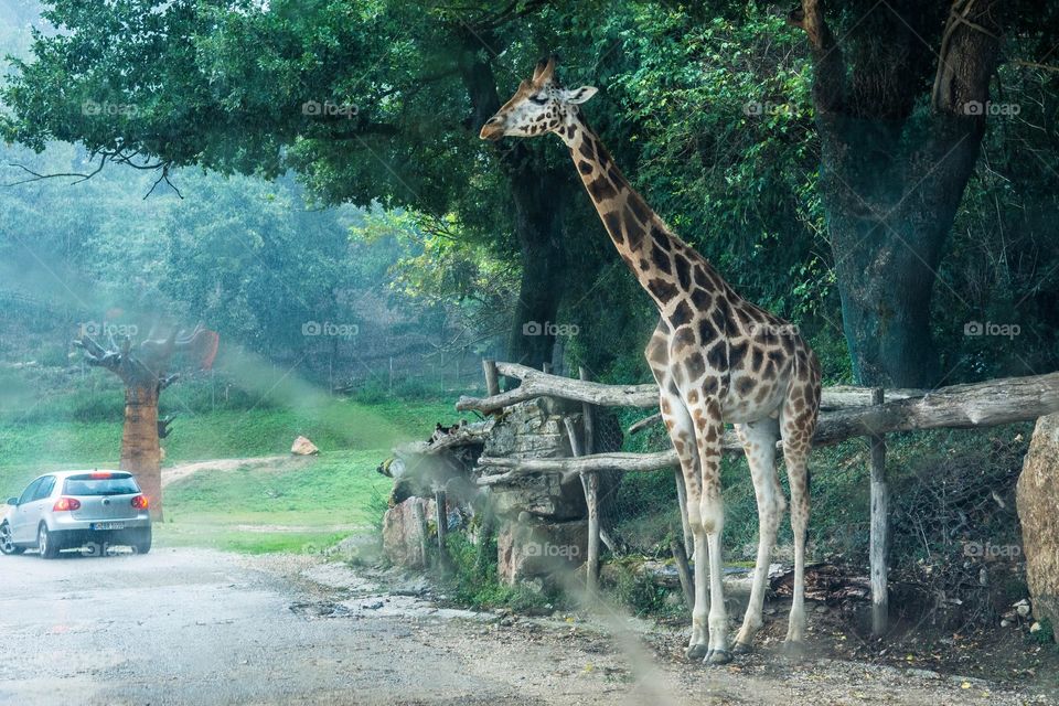 Giraffe from Italian safari park