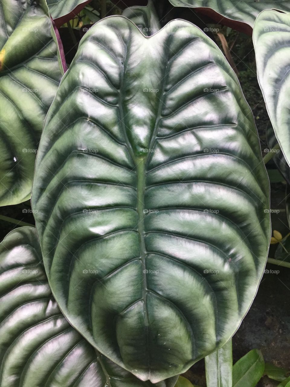 alien leaf. 