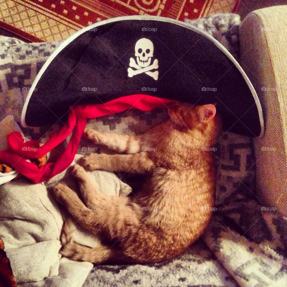 Pirate 