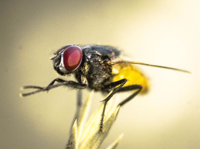A housefly ready to take off