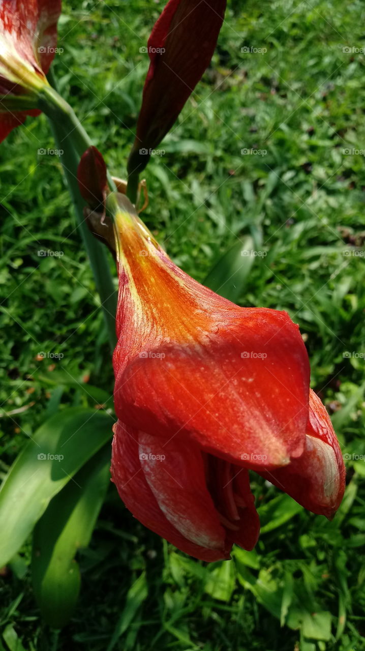 Alam, Alam, Lingkungan, Kecantikan, Bunga, Taman, Hippeastrum papilio (Ravenna).