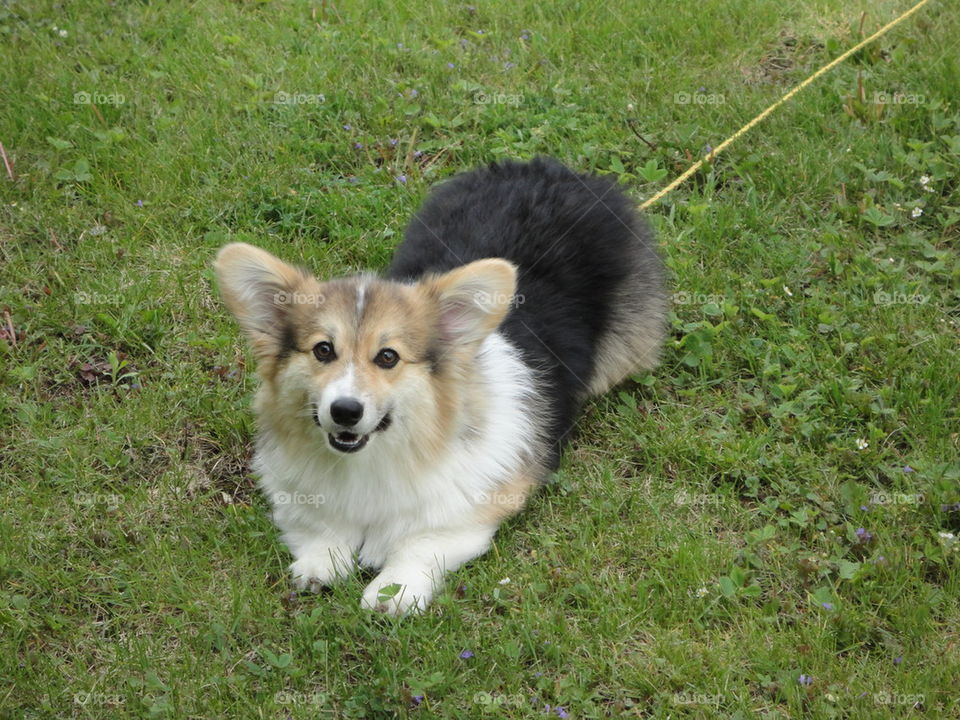 chillin' corgi