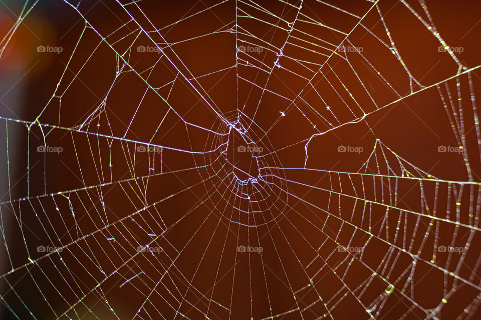 Macro spider web