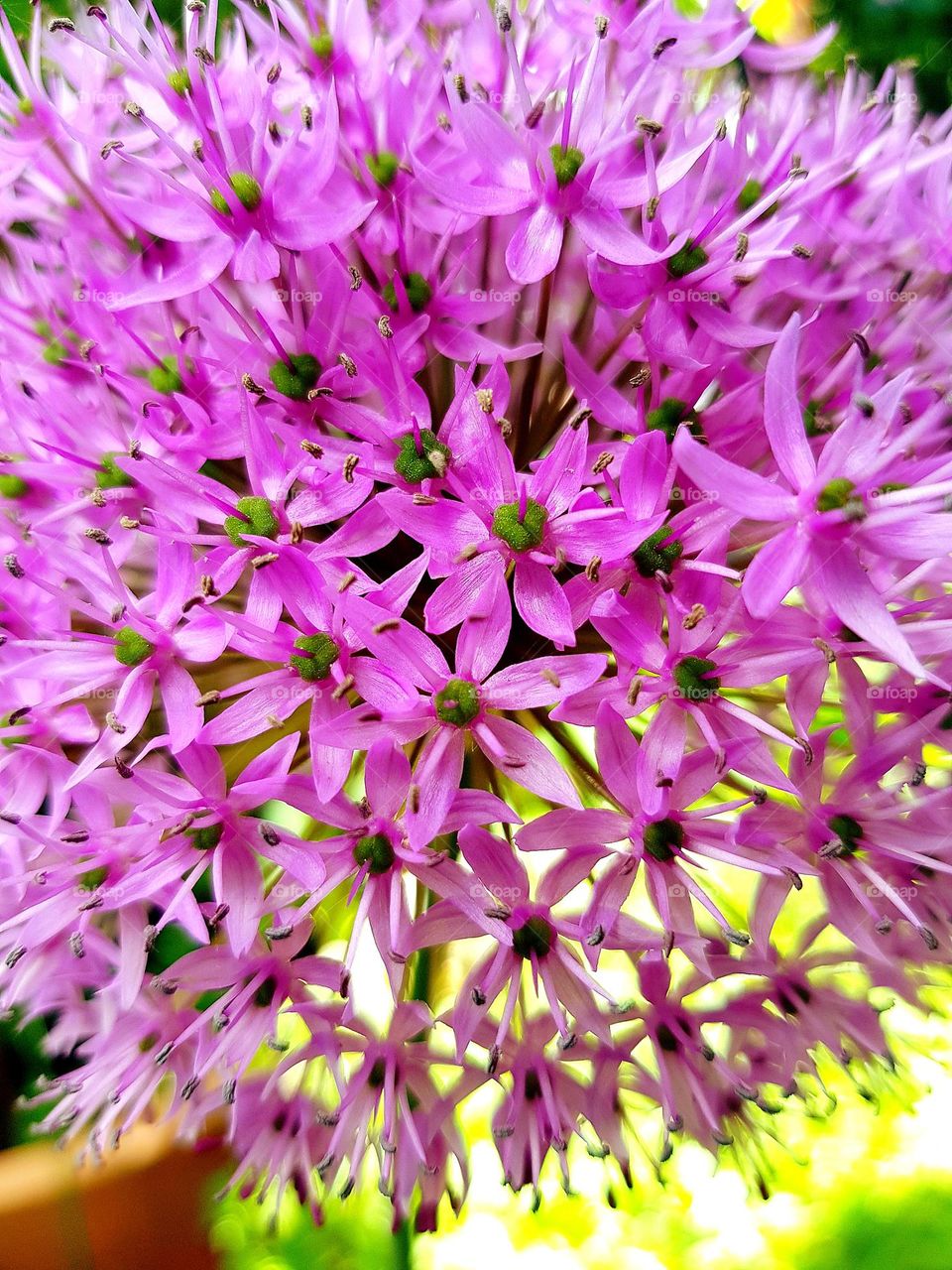 Blumenblüten in lila